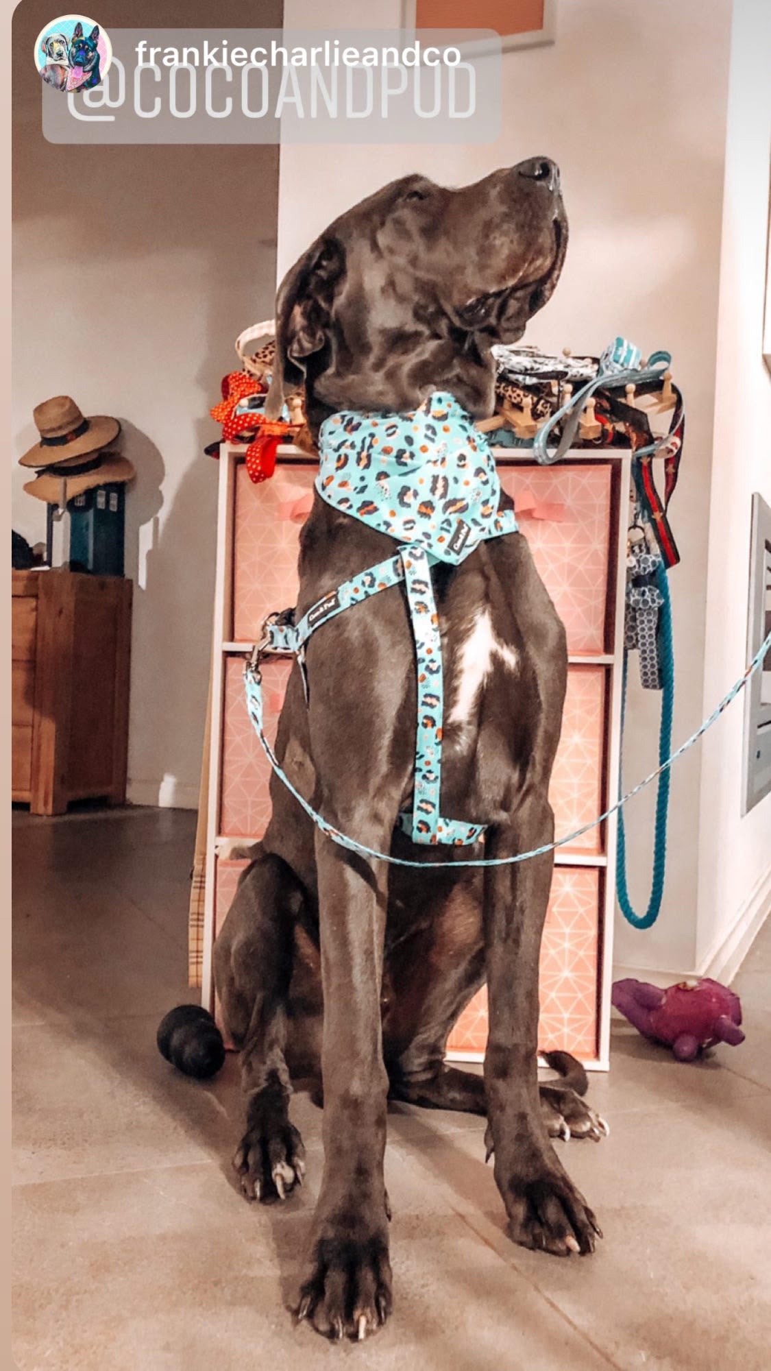 Coco & Pud Uniclipe Lite Walk on te Wild Side Harness