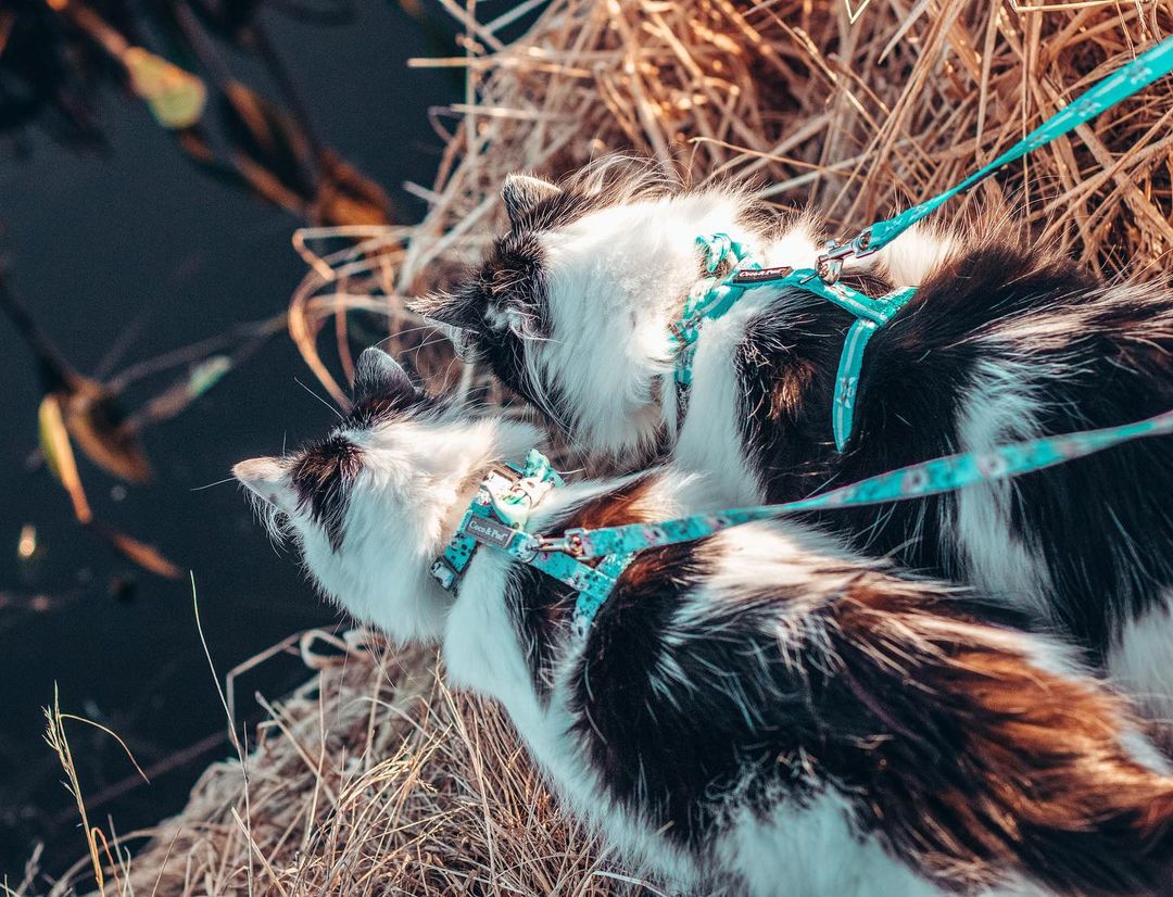 Coco & Pud Cat Harness & Lead set