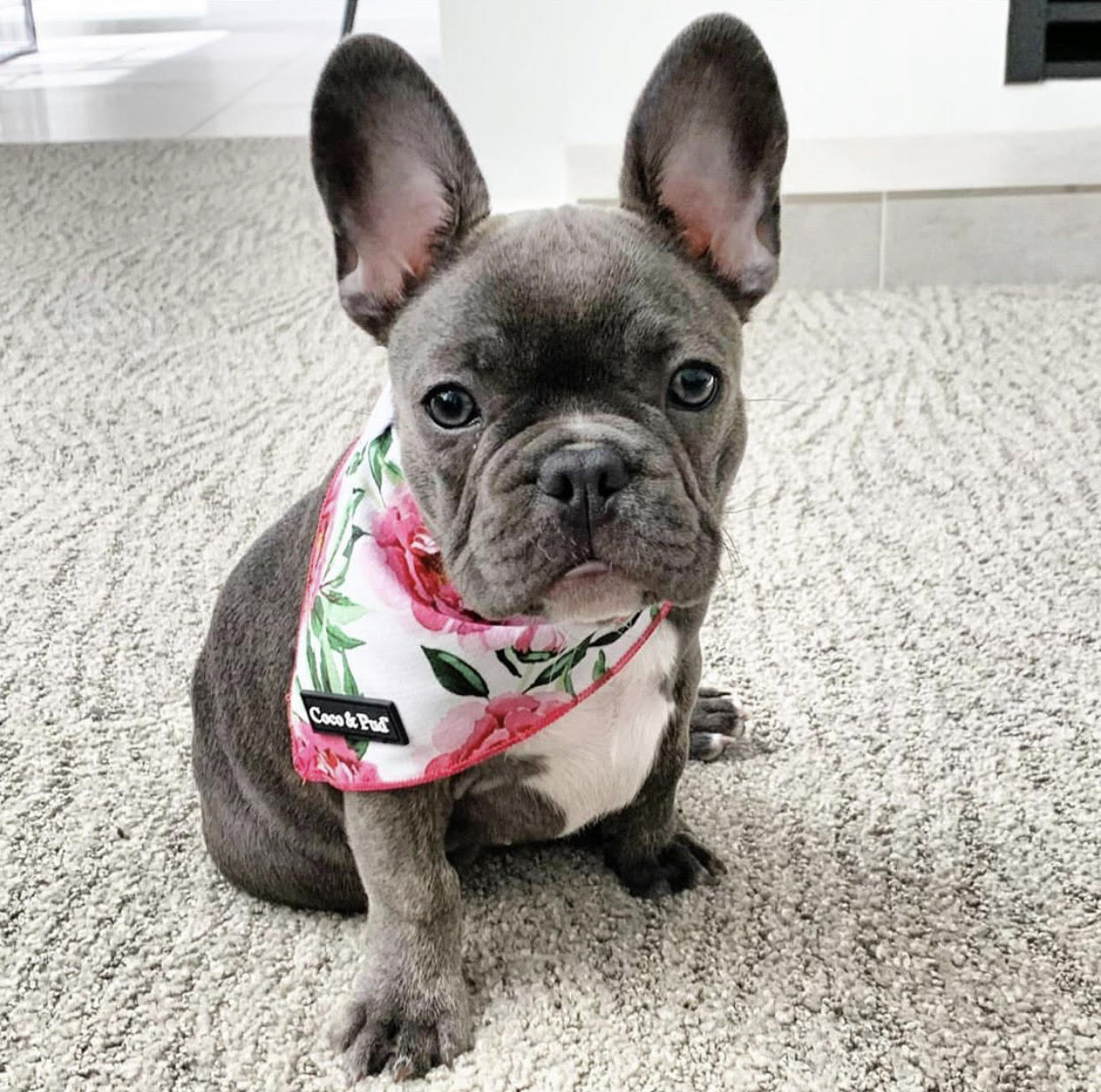 Coro in Coco & Pud Peony Dog Bandana