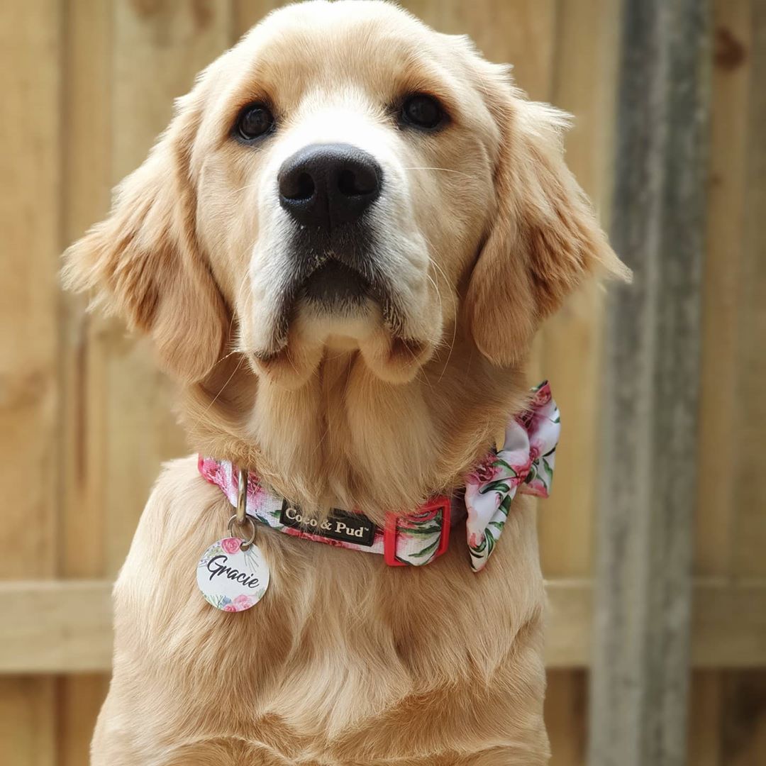 Coco & Pud Peony Dog Collar & Bowtie