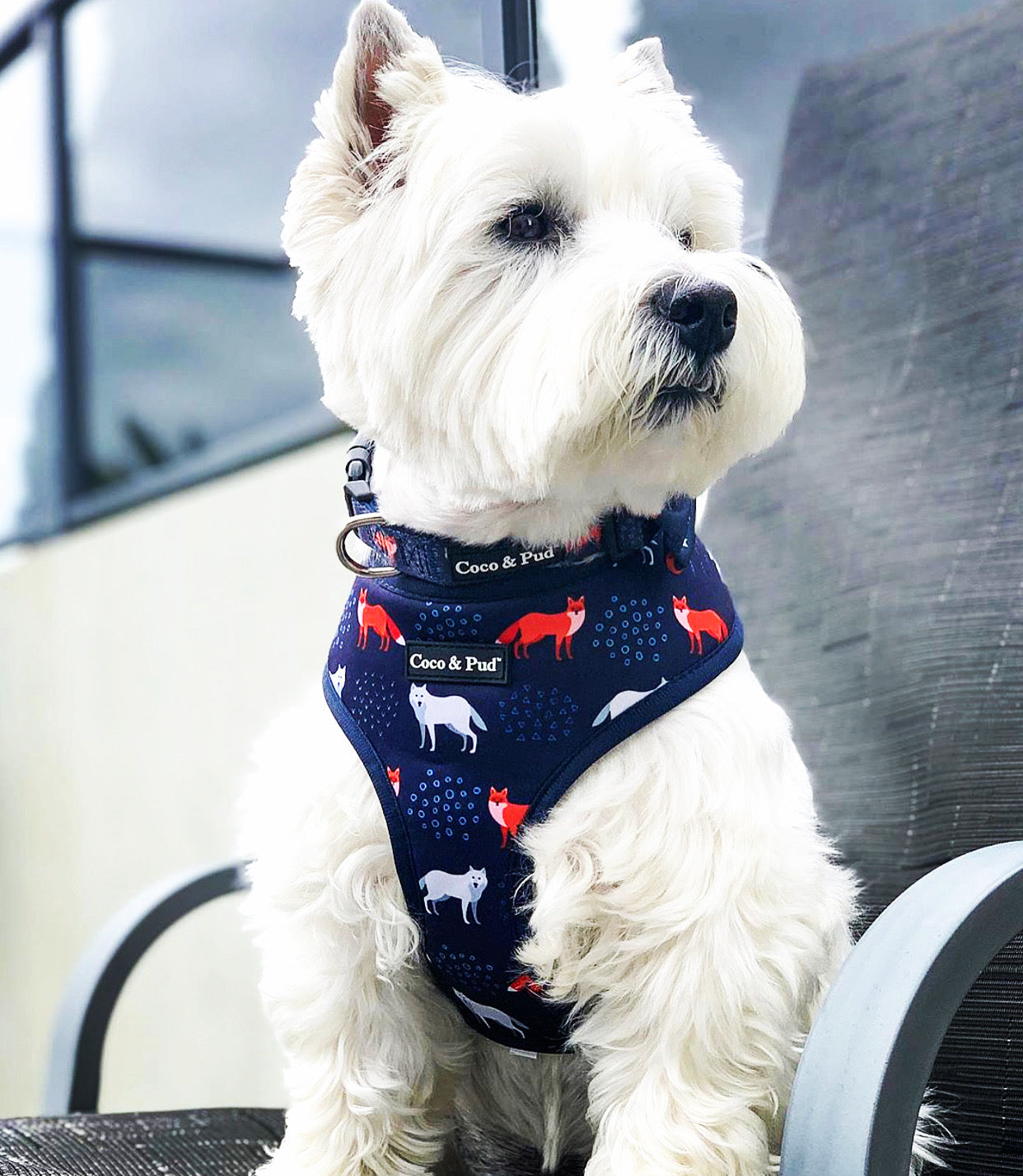 Hamish in Coco & Pud Fox & Friends Dog Harness
