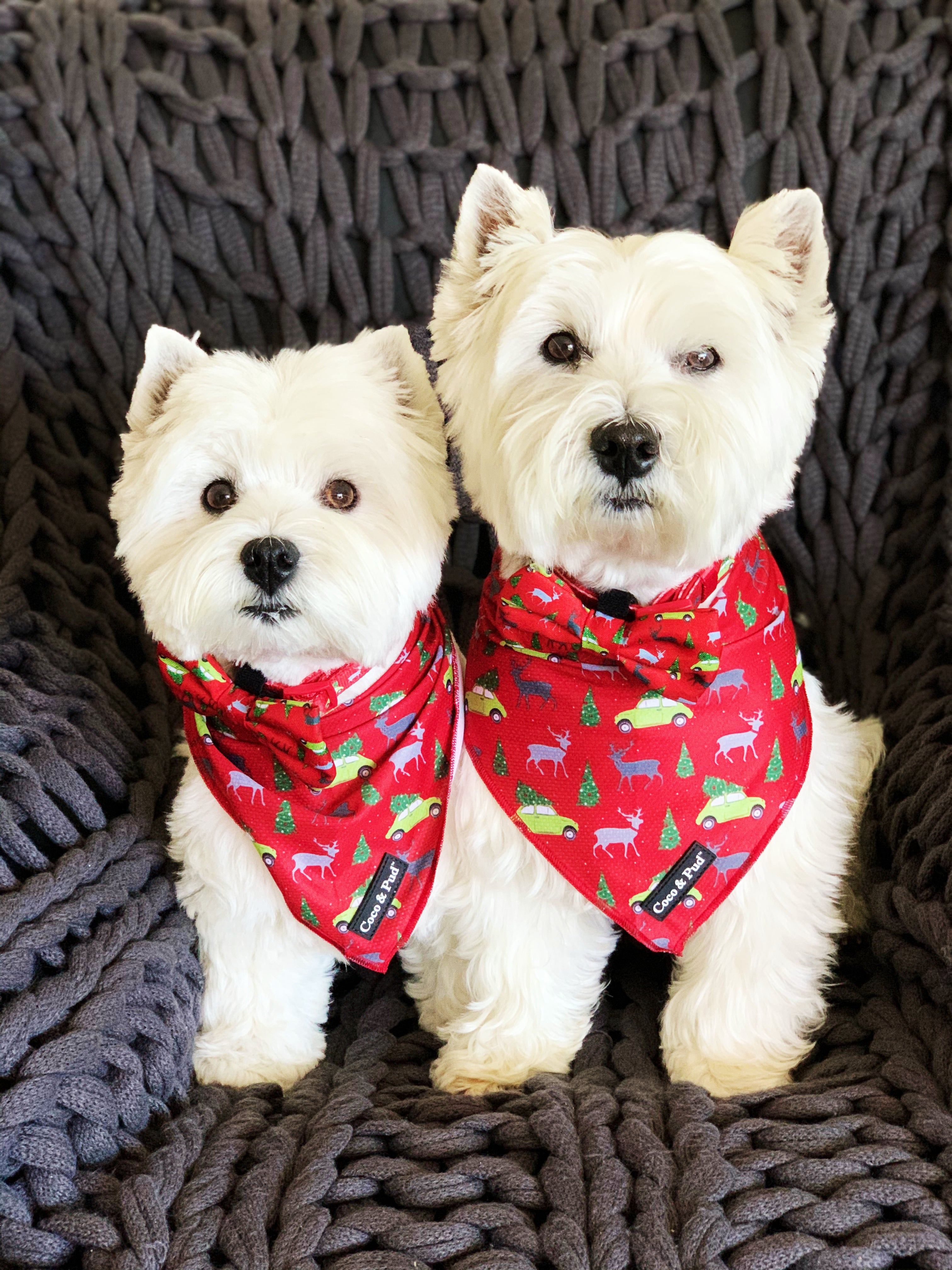 Hamish & Jazz in Coco & Pud Deck the Paws Christmas Bandana