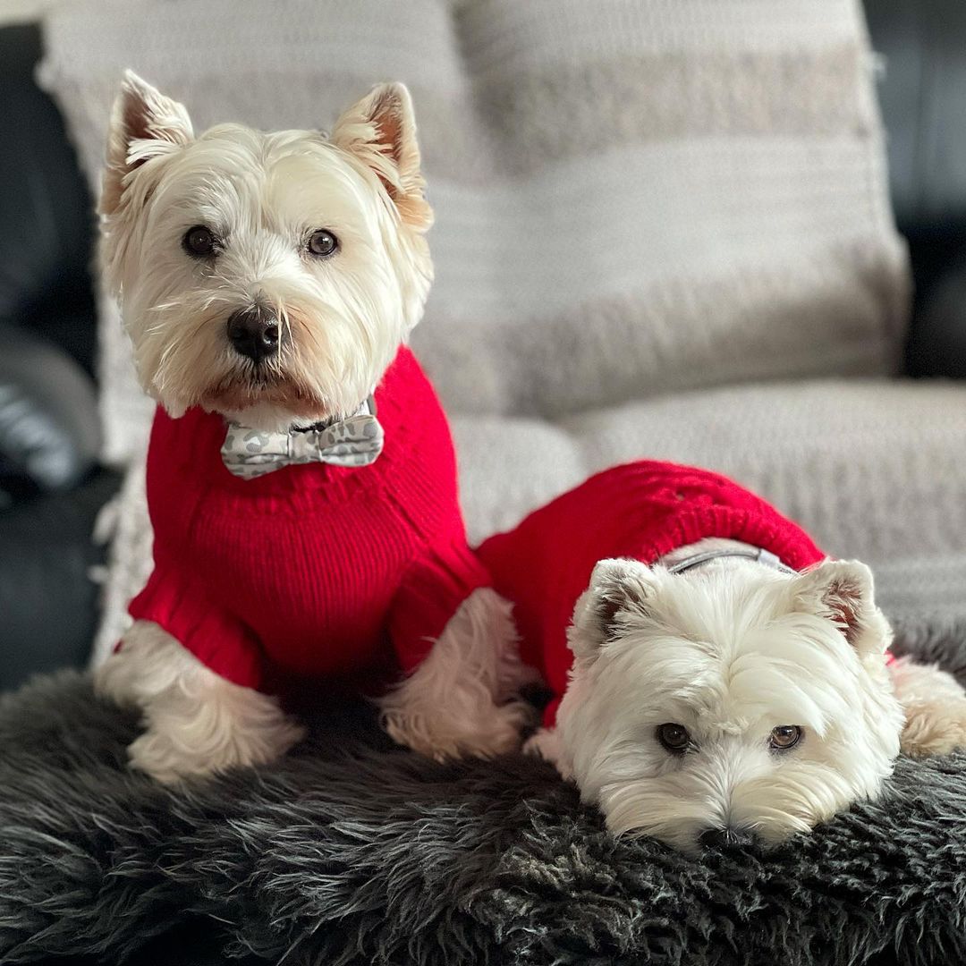 West highland Terriers, Hamish & Jazz in Coco & Pud Coco Cable Barn Red Dog Sweaters