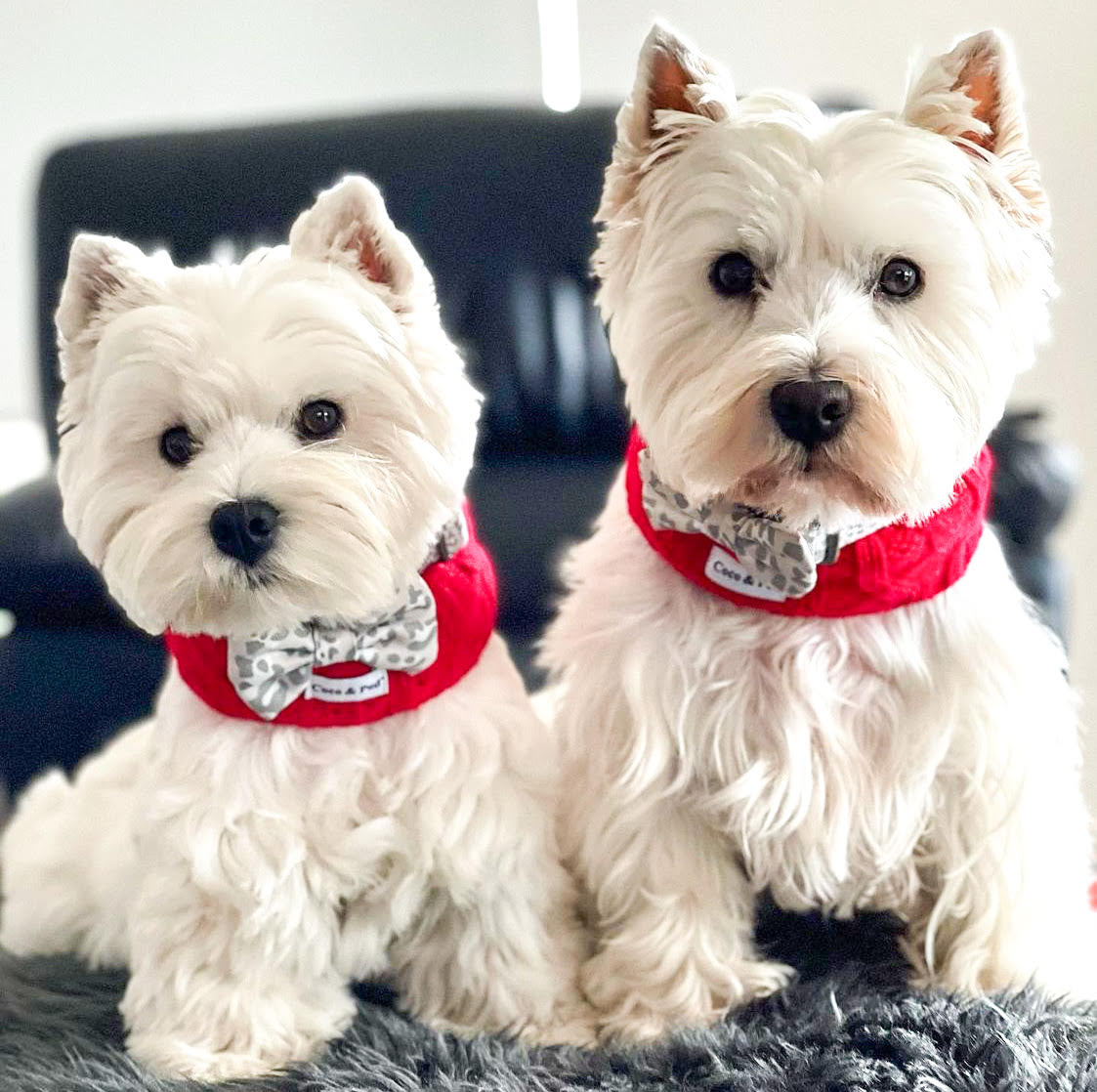 Hamish & Jazz in Coco & Pud Coco Cable Barn Red Snood