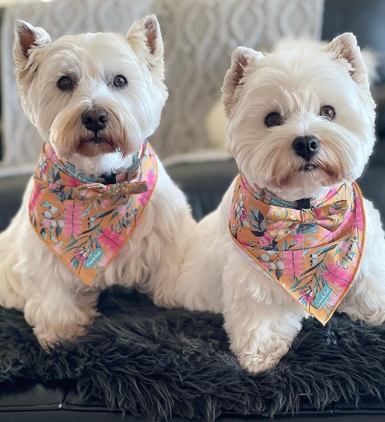 Hamish & Jazz in Coco & Pud Brush with Nature Dog Bandana