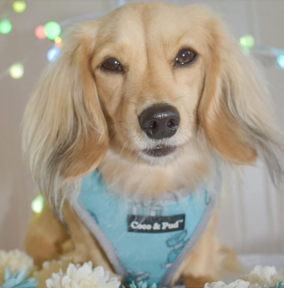 Coco & Pud Audrey Dog Harness