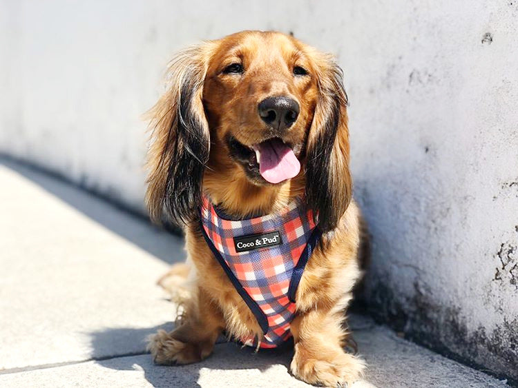 Henry in Coco & Pud Fox & Friends Dog Harness Reverse