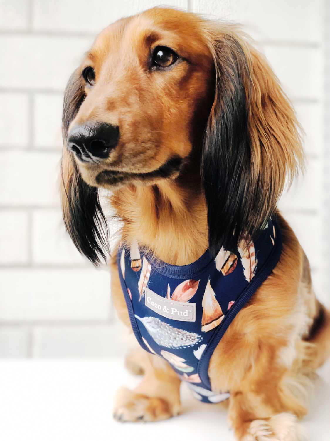 Henry in Coco & Pud Birds of a Feather Dog Harness