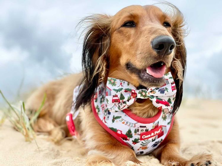 Coco & Pud Home For Christmas Collection with Henry the Doxie