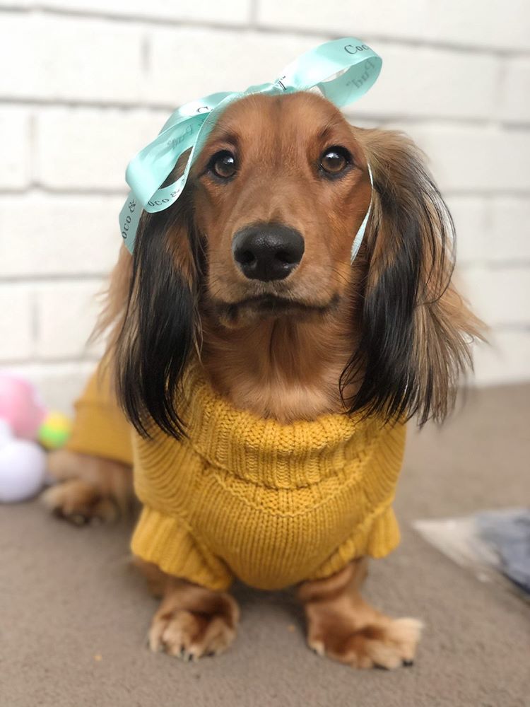Henry in Coco & Pud Coco Cable Pet Sweater Mustard