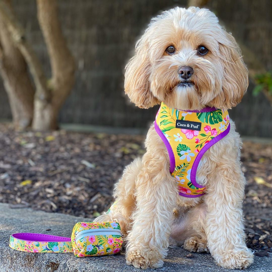 Coco & Pud Summer Sunrise Dog Harness