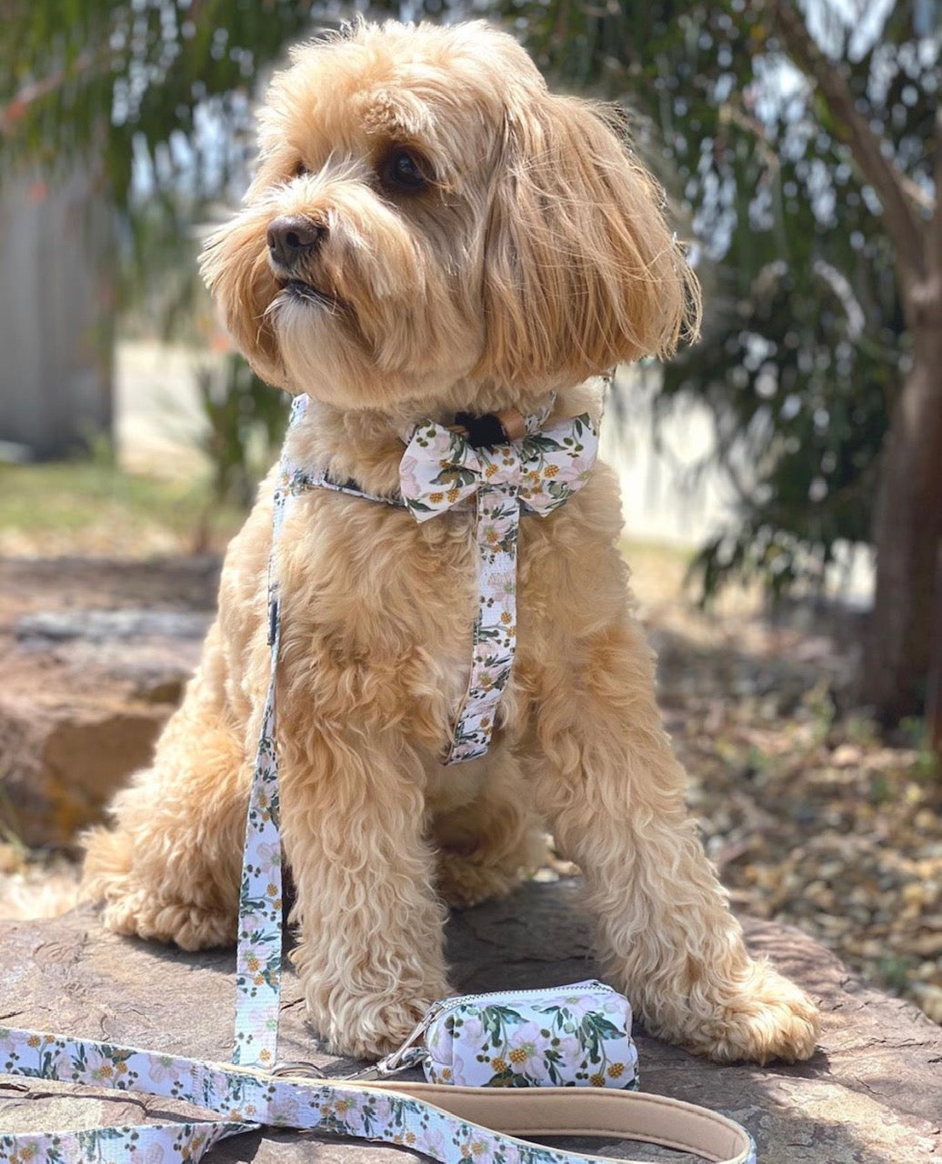 Humphrey in Windflower Uniclip lite harness