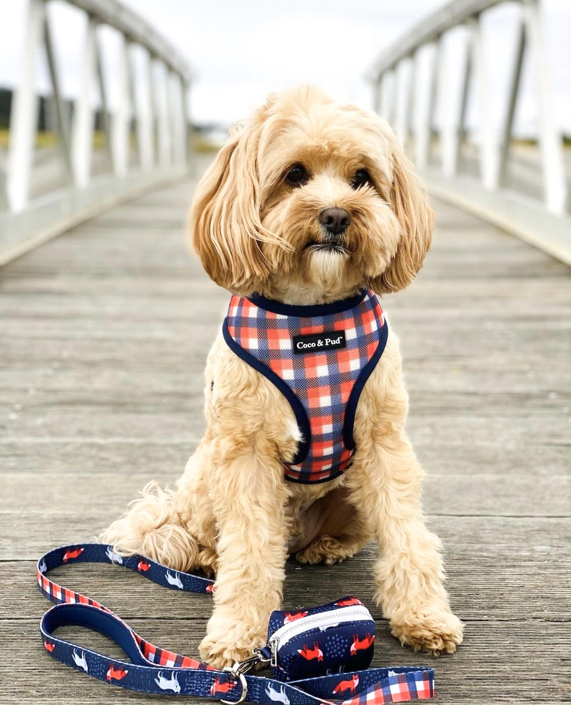Humphrey in Coco & Pud Fox & Friends Harness Reverse