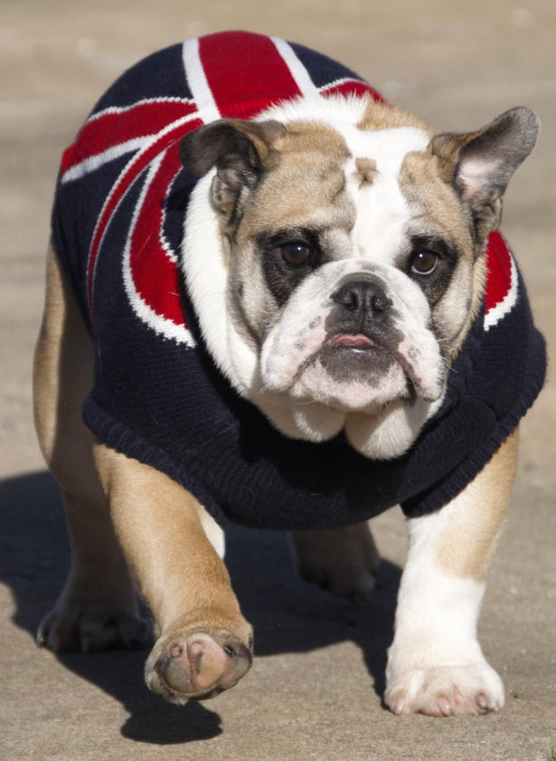 Coco & Pud Union Jack Dog Sweater - Coco & Pud