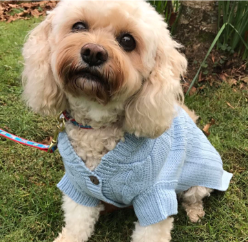 Molly in Edinrough Pet Sweater Blue