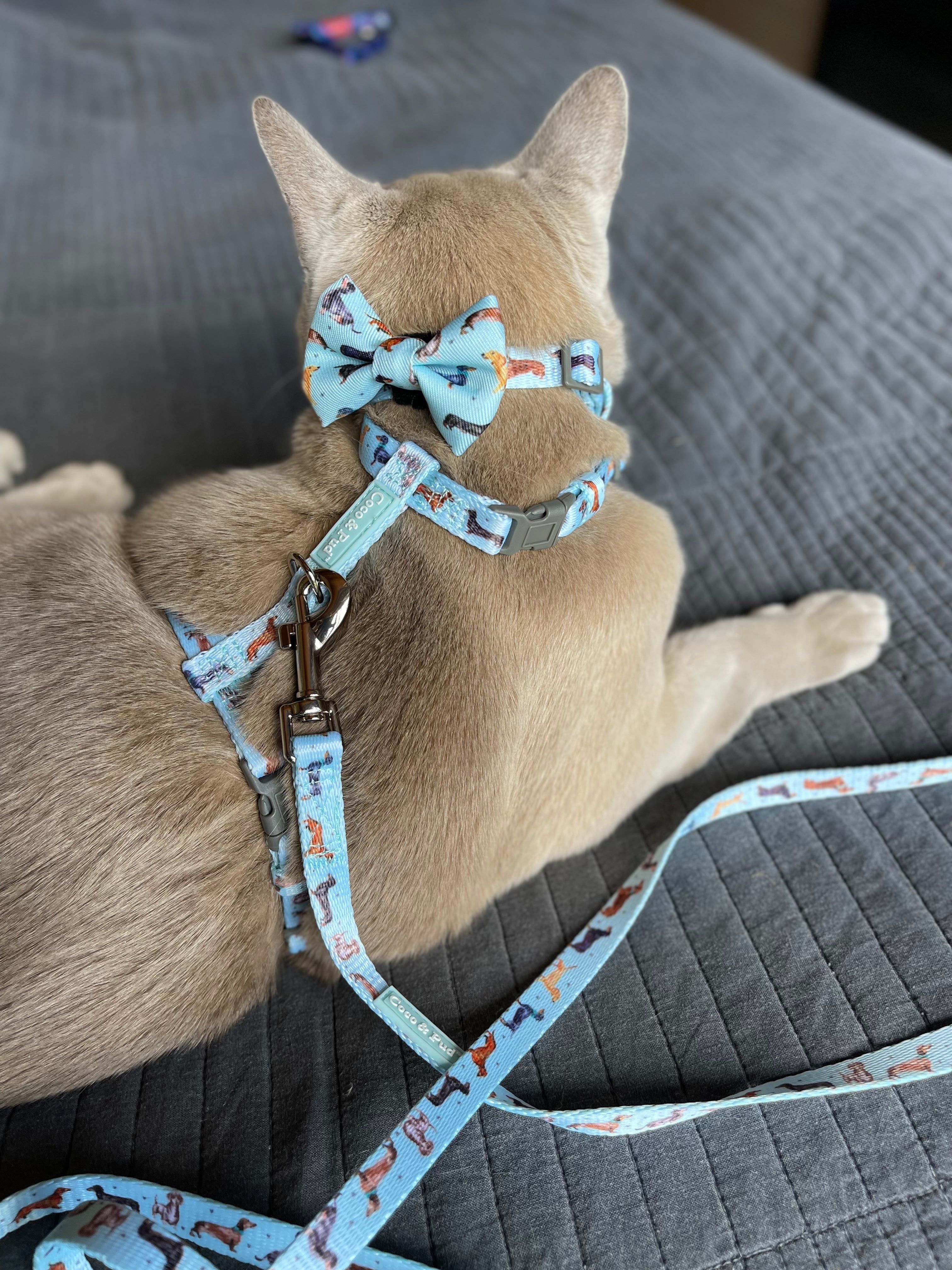 Doxie Love Cat Lead