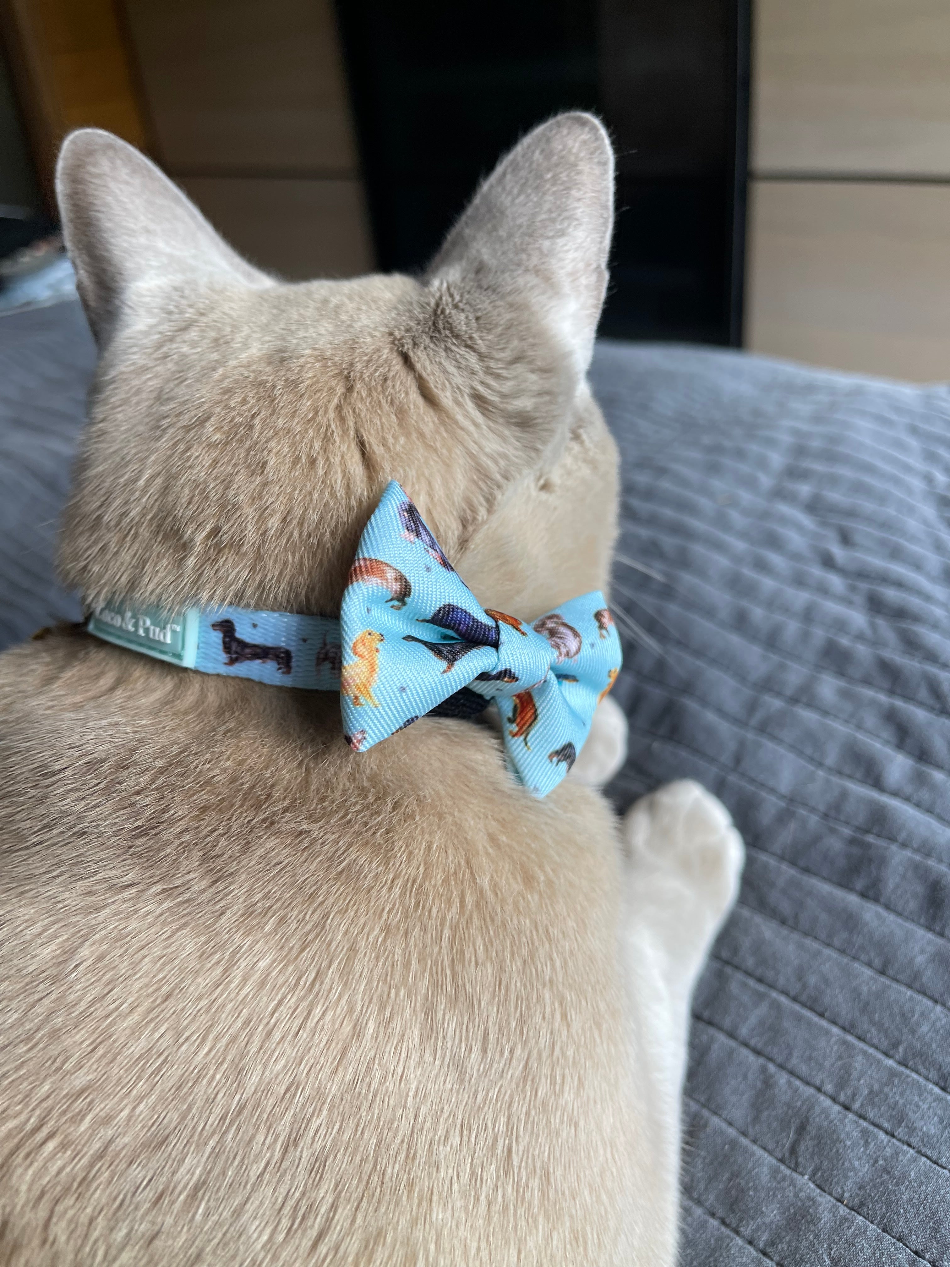 Doxie Love Cat Safety Collar & Bell