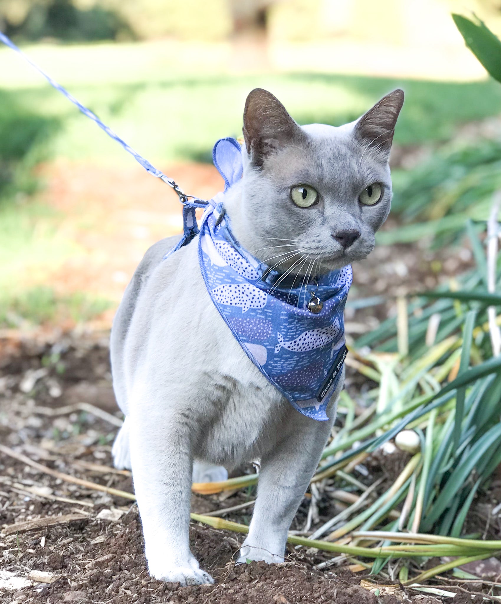 Moet in Coco & Pud Whale of a Time Cat Bandana