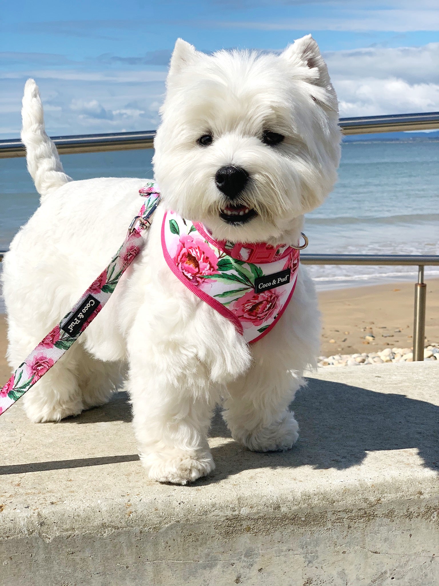 Jazz in Coco & Pud Peony Harness