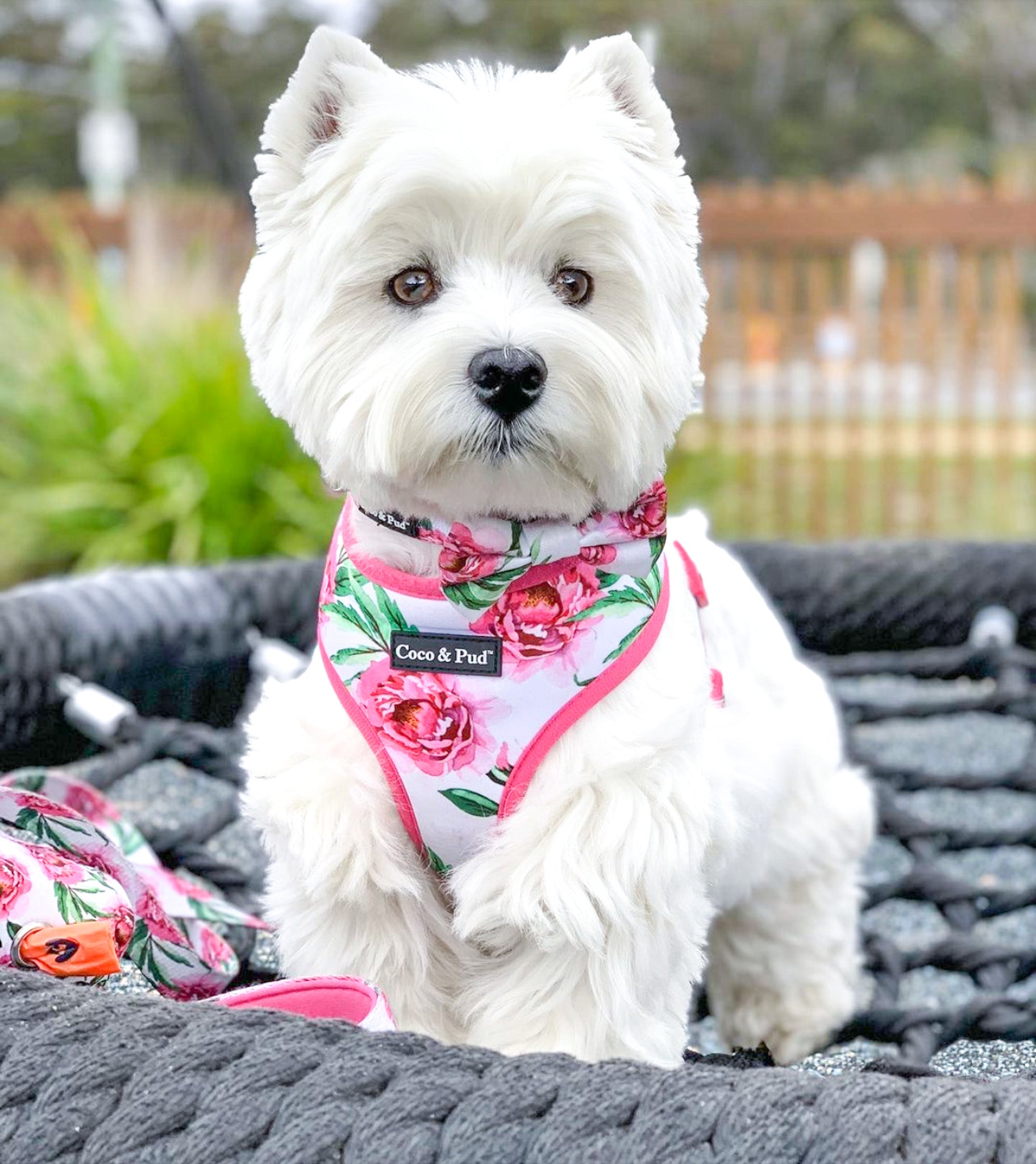 Coco & Pud Peony Dog Harness