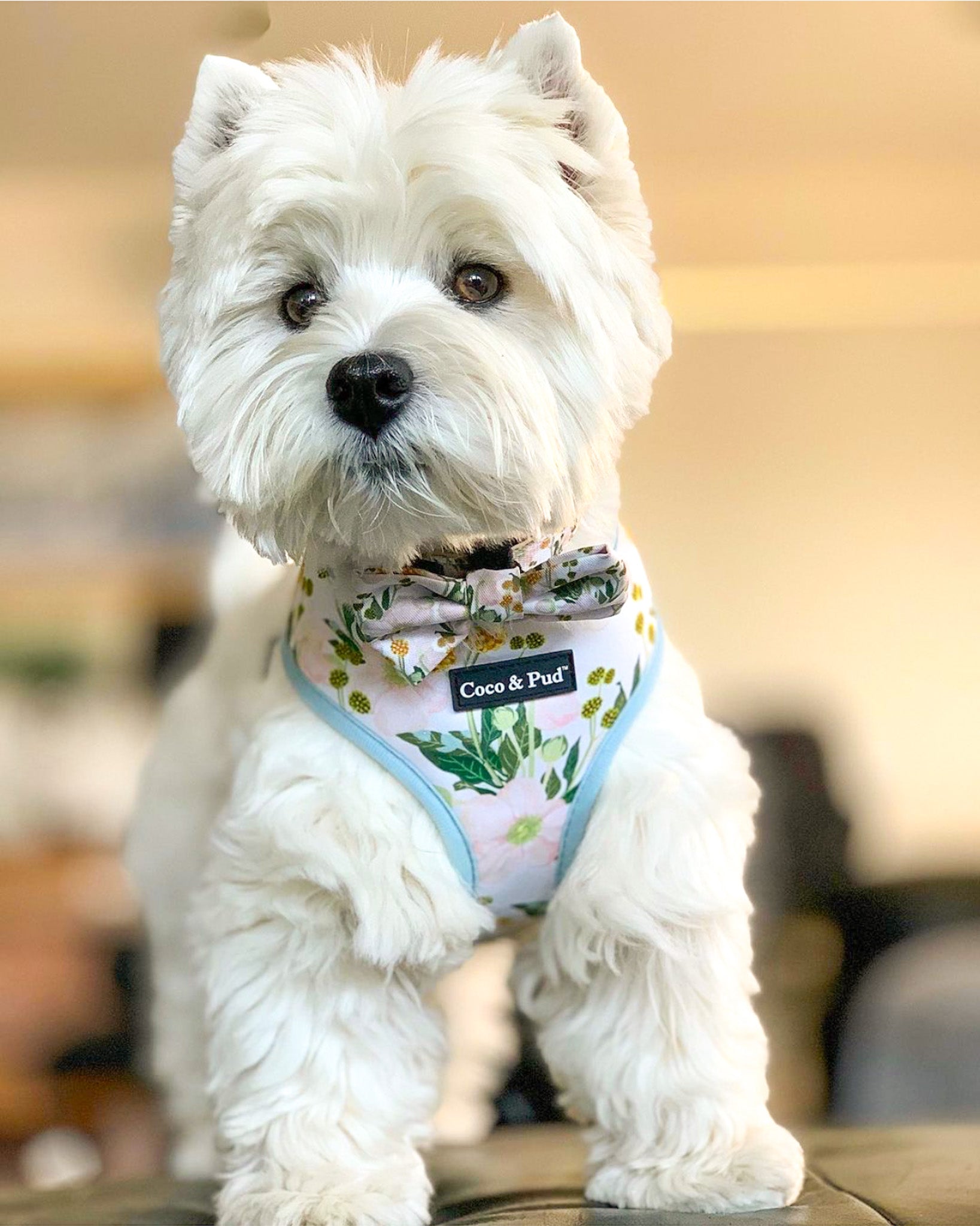 Jazz in Coco & Pud Windflower Dog Harness