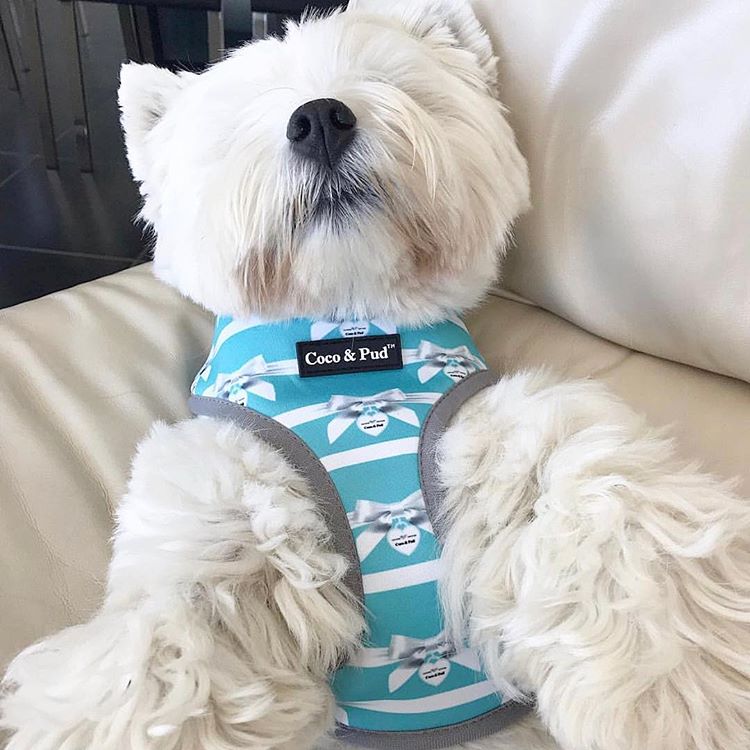Coco & Pud Audrey Dog harness