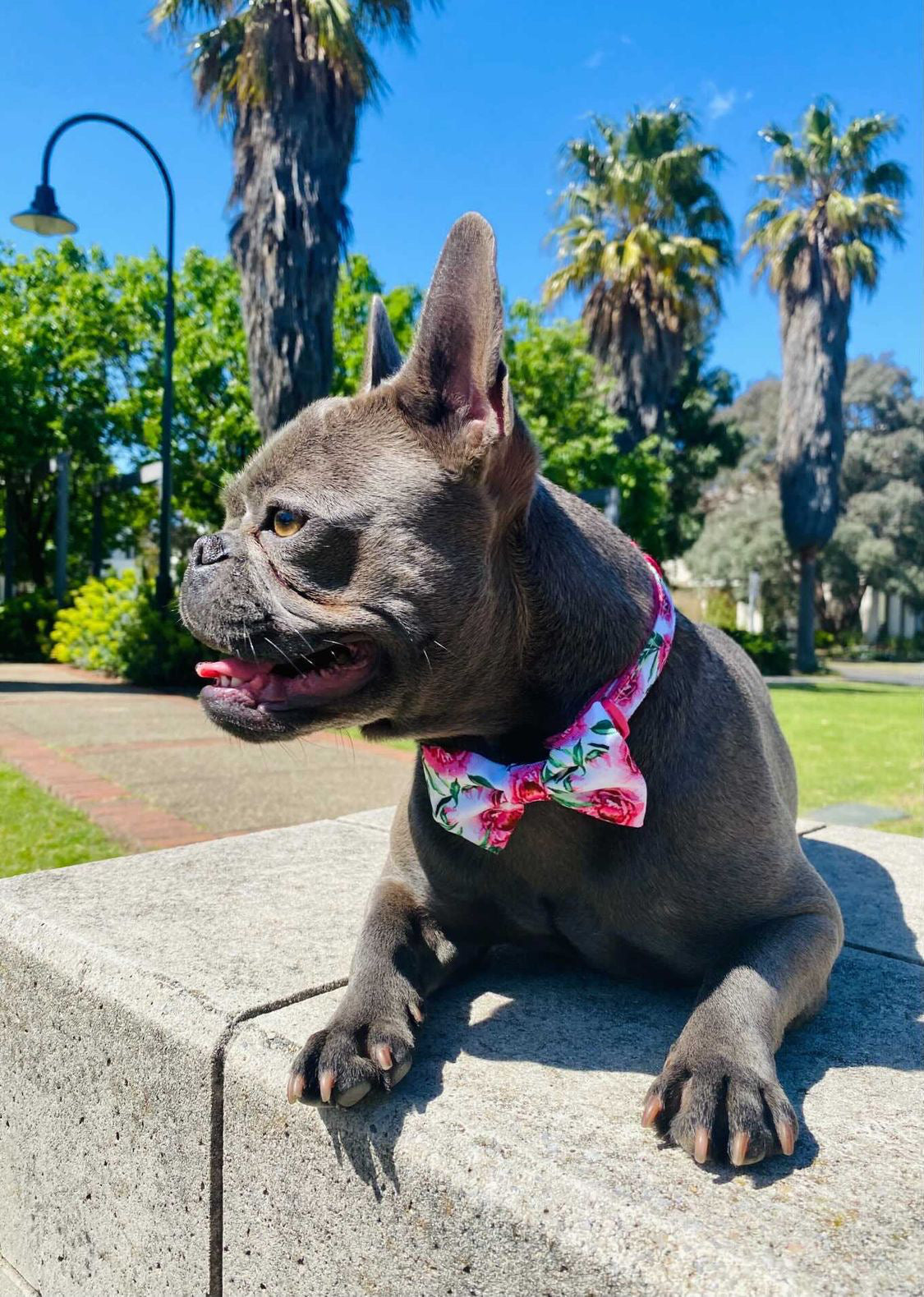 Coco & Pud Peony Dog Collar & Bowtie