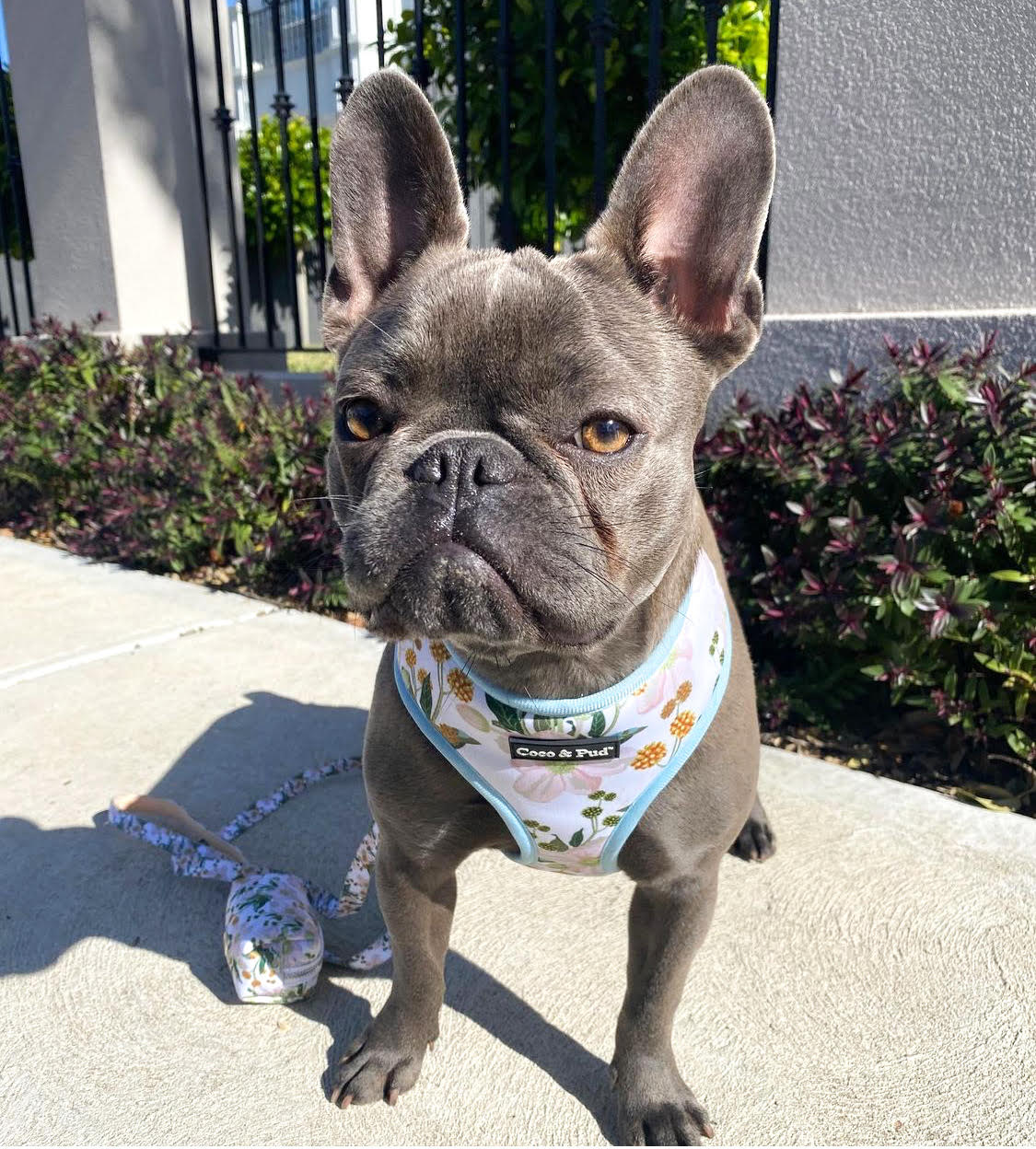 Jazz in Coco & Pud Windflower Dog Harness