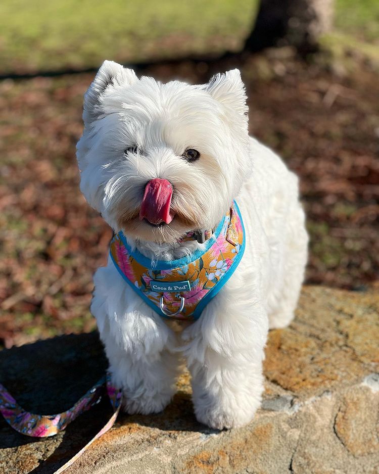 Jazz in Coco & Pud Brush with Nature Adjustable Dog Harness