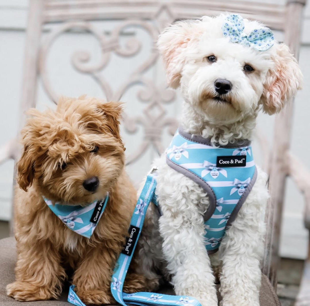 Coco & Pud Audrey Dog Harness