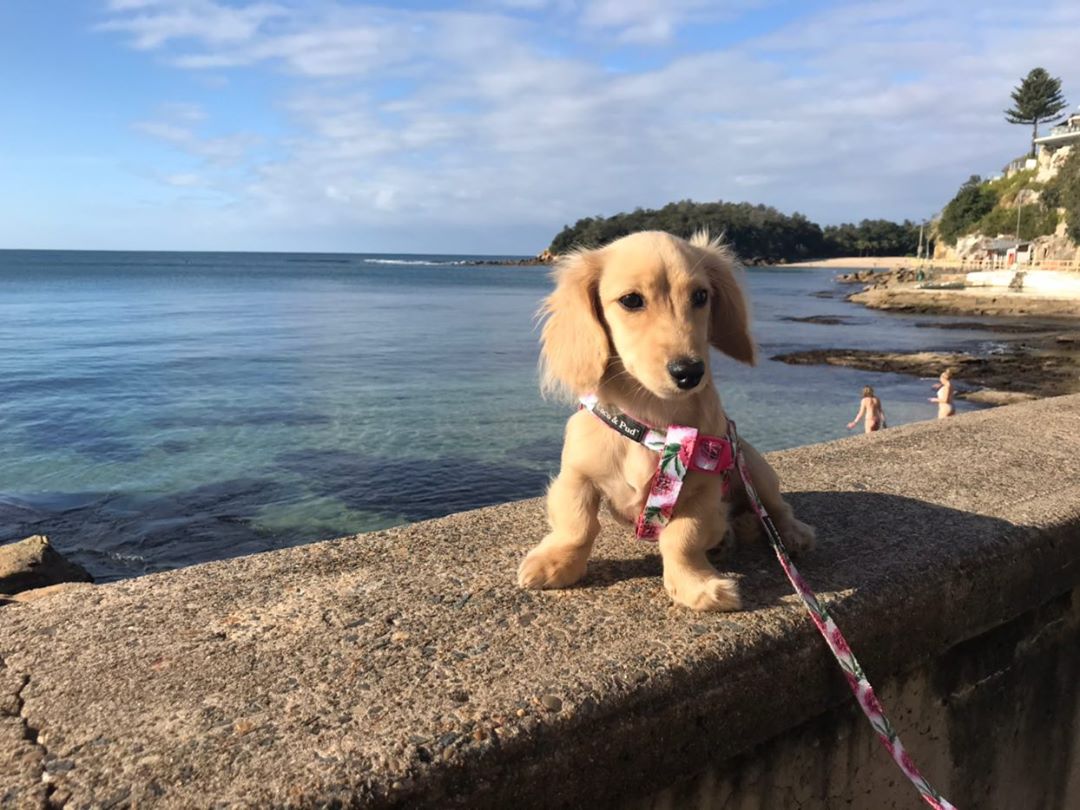 Lola in Coco & Pud Peony UniCLipe Lite dog harness