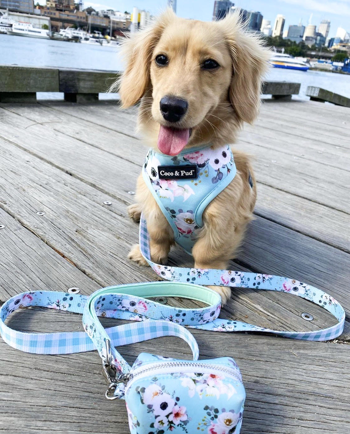 Lola in Coco & Pud French Azure Dog Harness