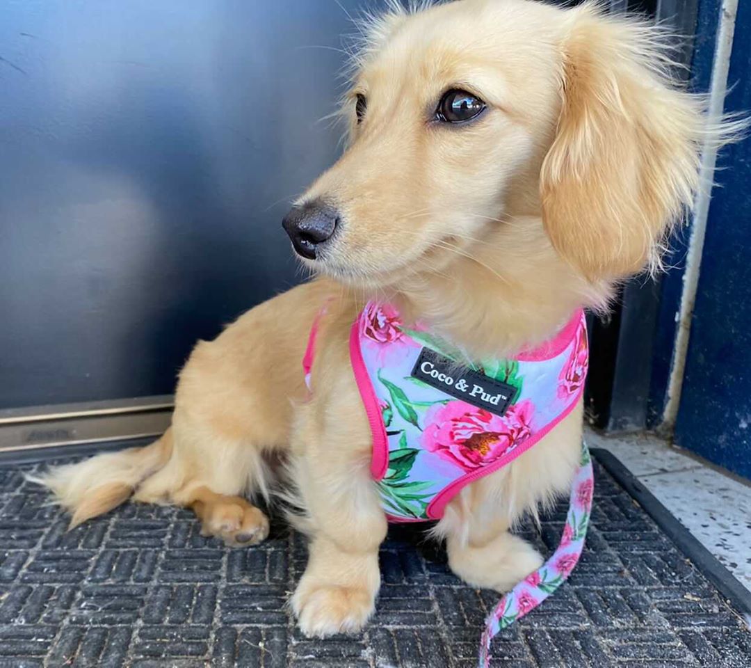 Coco & Pud Peony Dog Harness