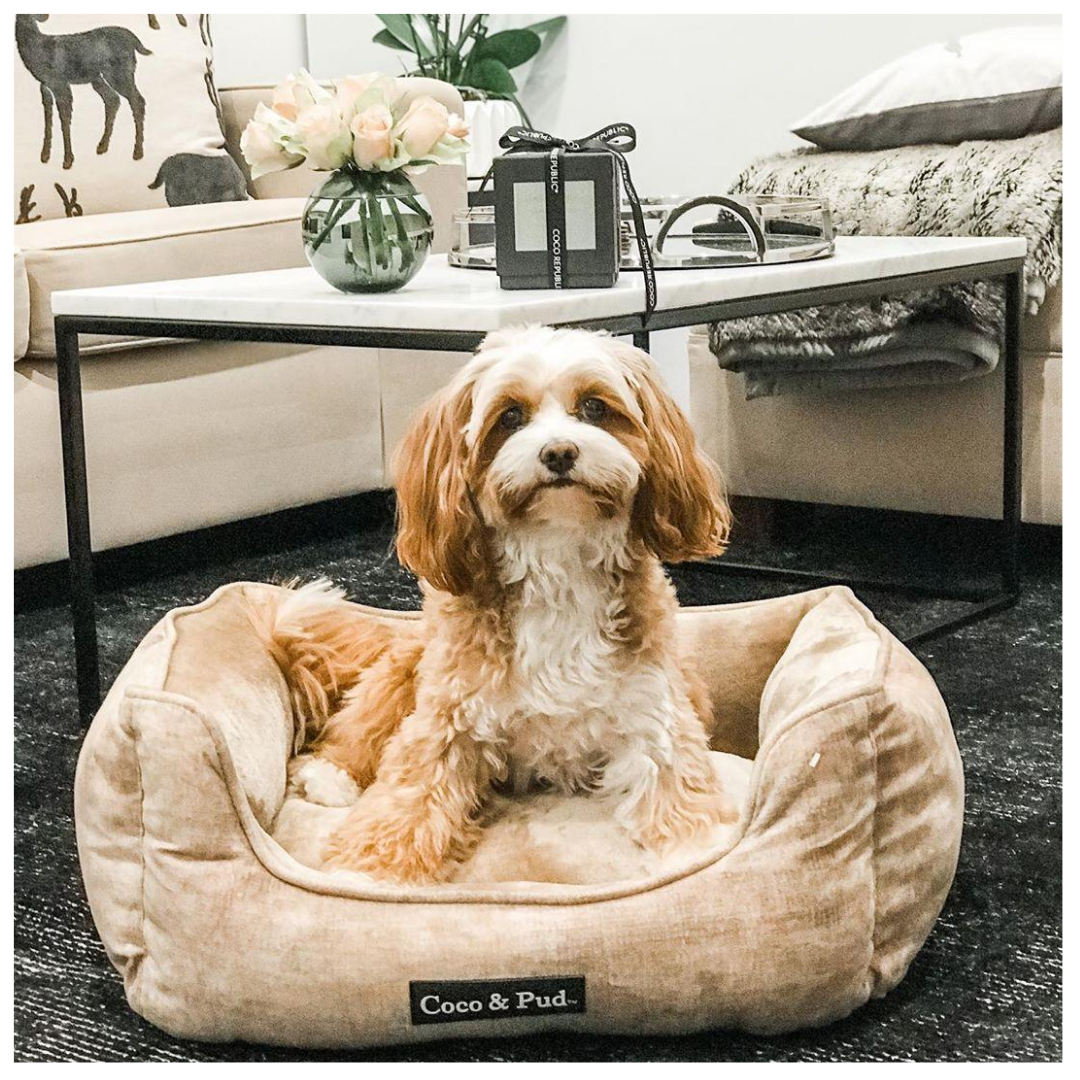 Coco & Pud Greenwich Luxe Lounge Bed - Coffee