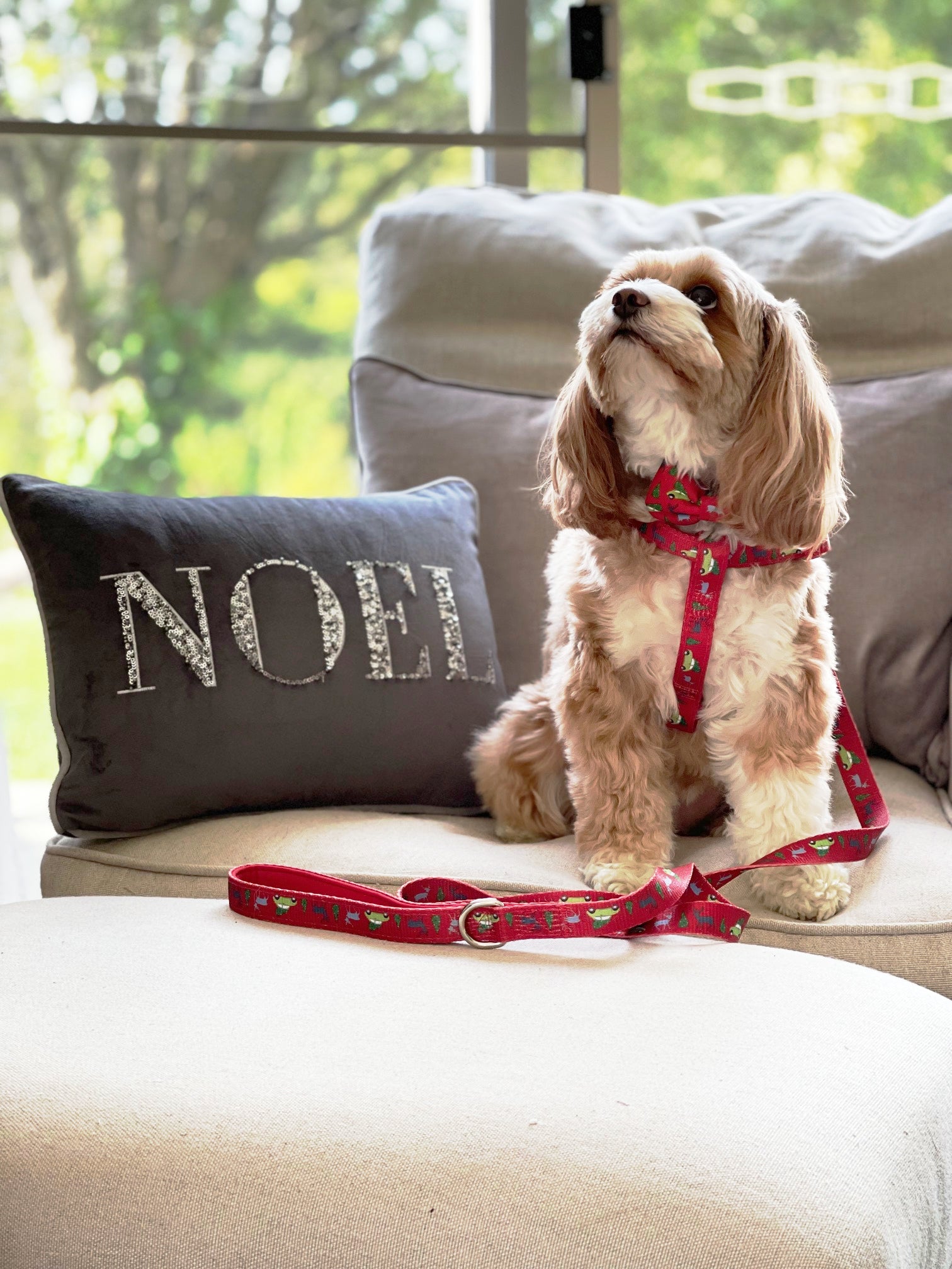 Maisie in Coco & Pud Uniclip Lite Deck the Paws Dog Harness