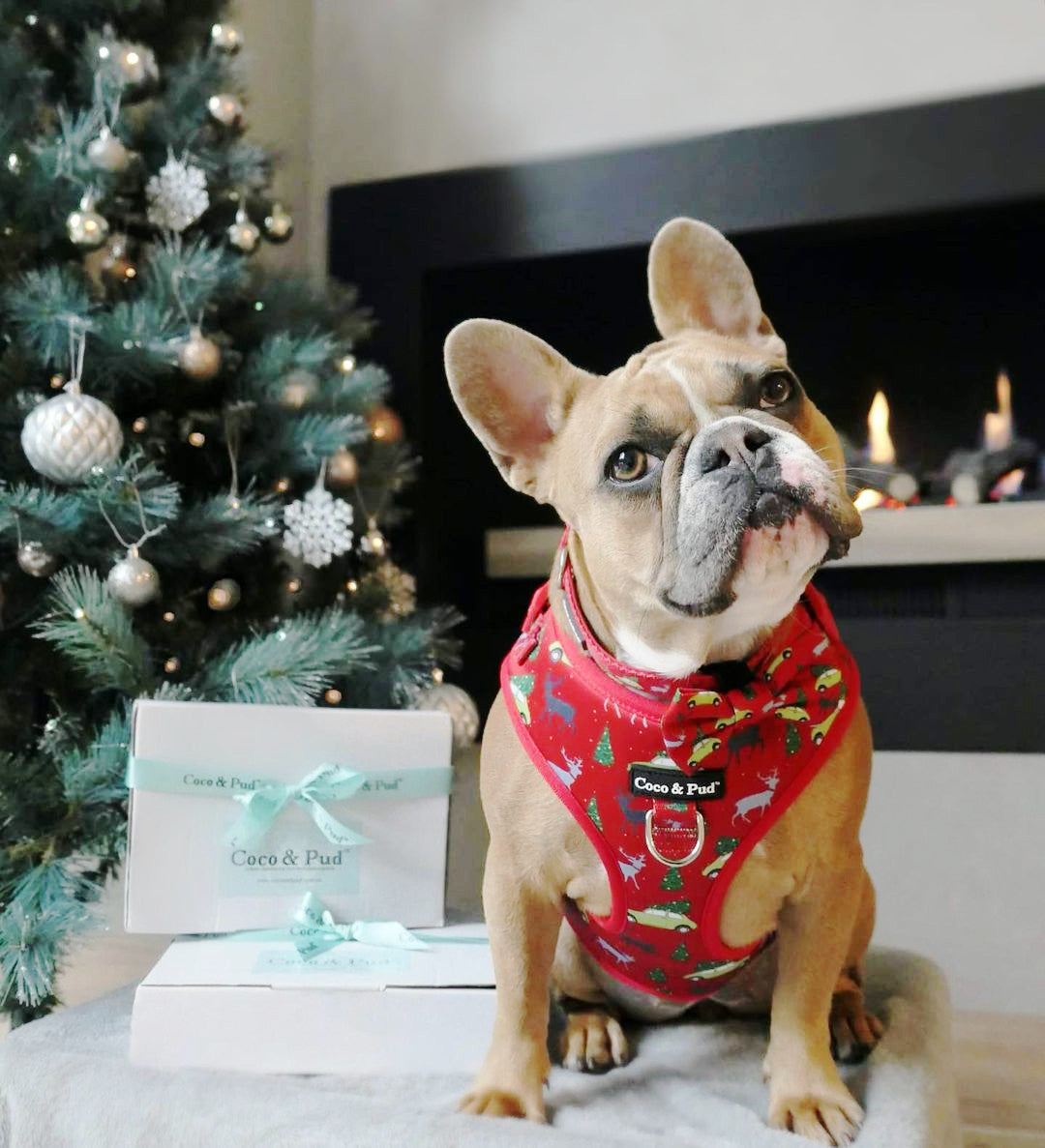 Miss Milly in Coco & Pud Deck the Paws Christmas Adjustable Dog Harness