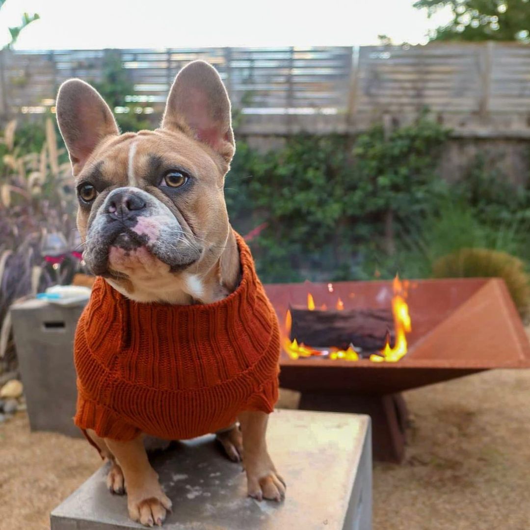 Miss Milly in Coco & Pud Coco Cable Pet Sweater Sienna