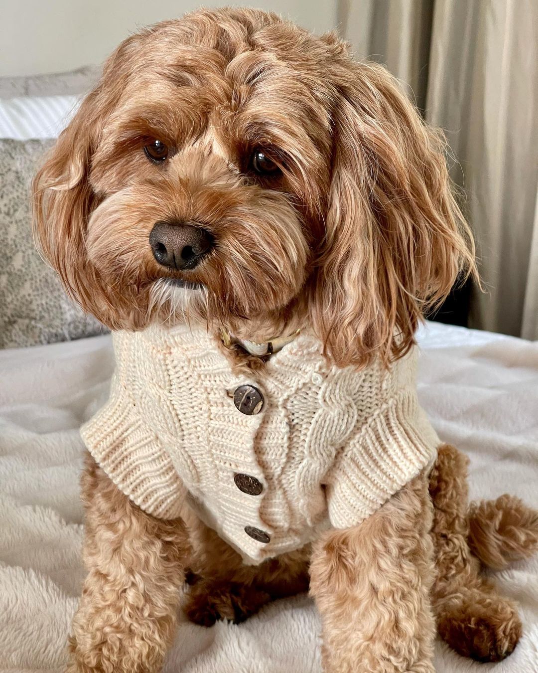 Miss Ruby in Coco & Pud Edinbrugh Pet Sweater Cream