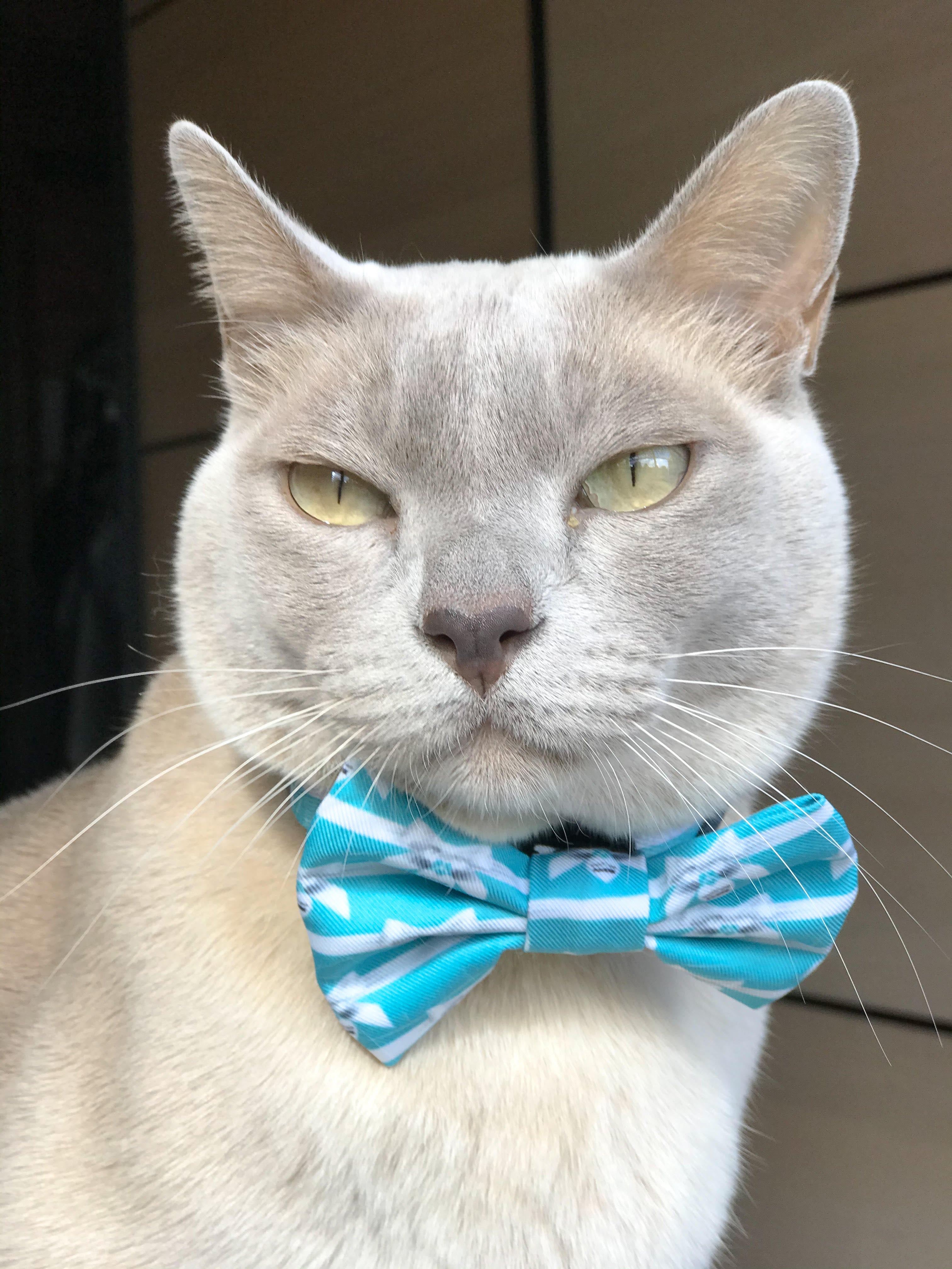 Coco & Pud Audrey Cat Collar & Bowtie