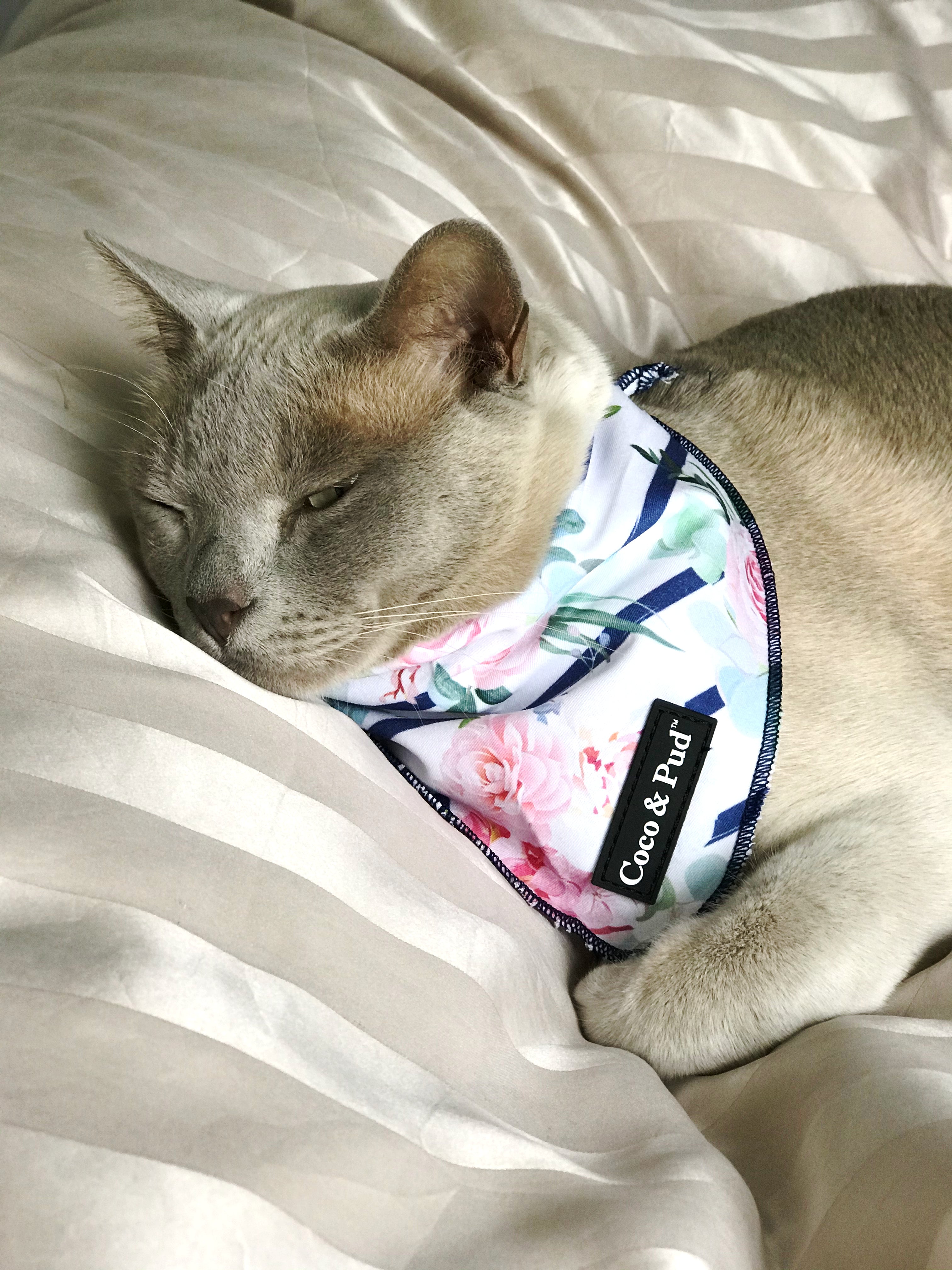 Coco & Pud Floral Blooms Cotton Cat Bandana