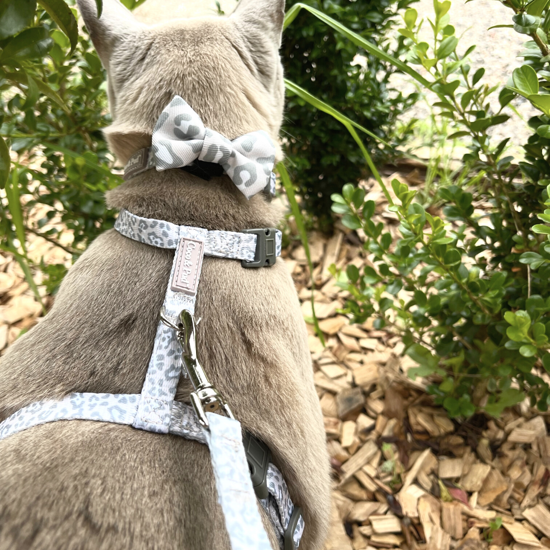 Coco & Pud Amur Leopard Cat Harness on Moet the Burmese
