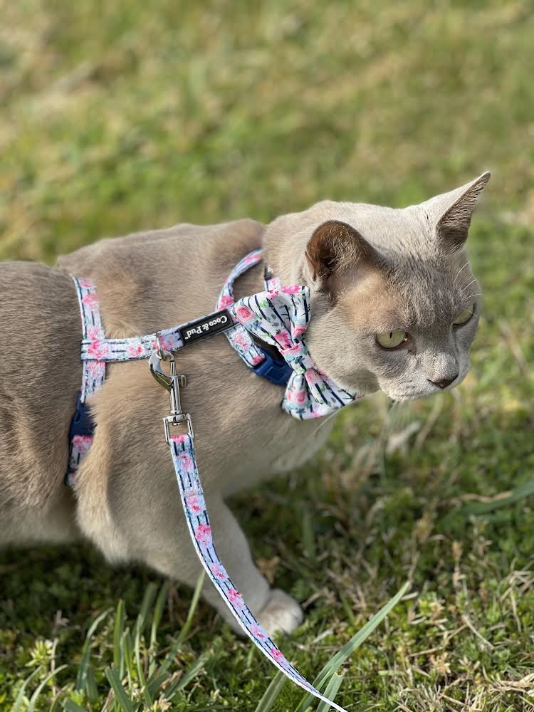 Coco & Pud Floral Blooms Cat Harnesss & Lead