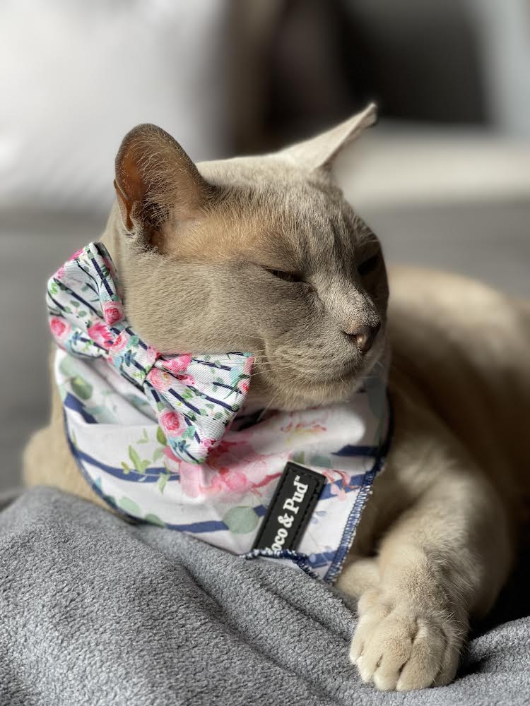 Coco & Pud Foral Blooms Cotton Cat Bandana
