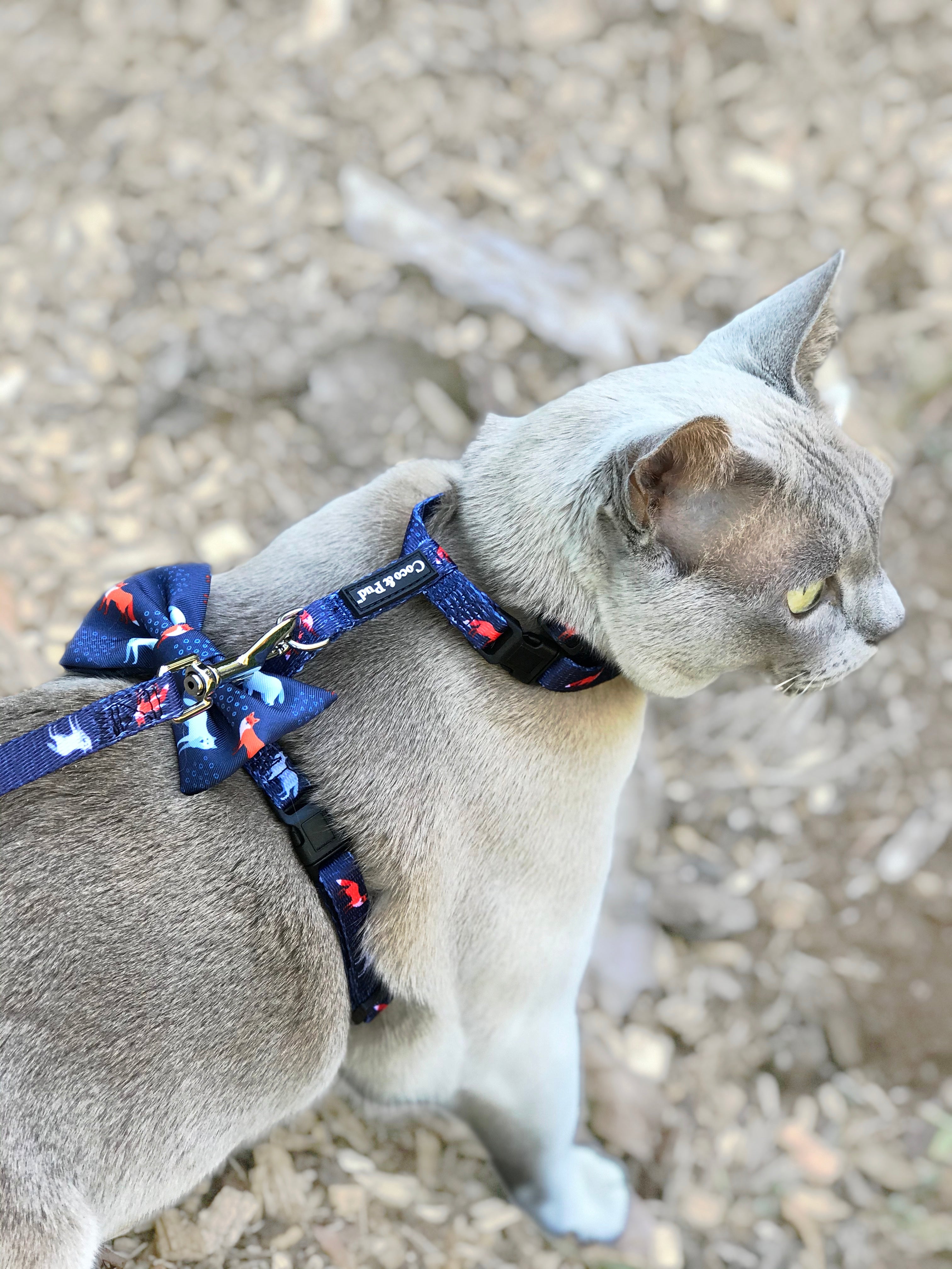 Moet in Coco & Pud Fox & Friends Cat Harness & Lead