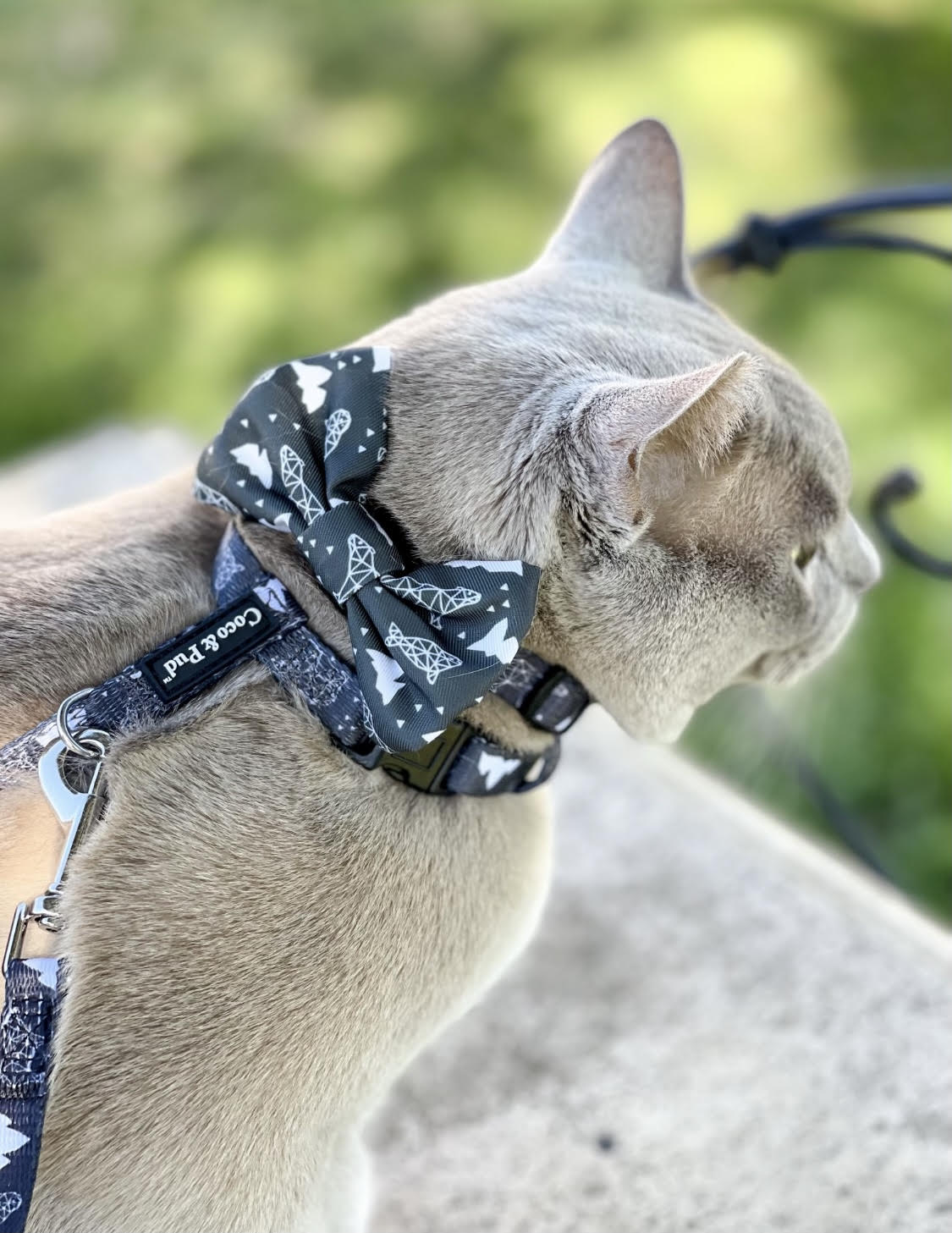 Coco & Pud Luna Bear Cat Harness & Lead