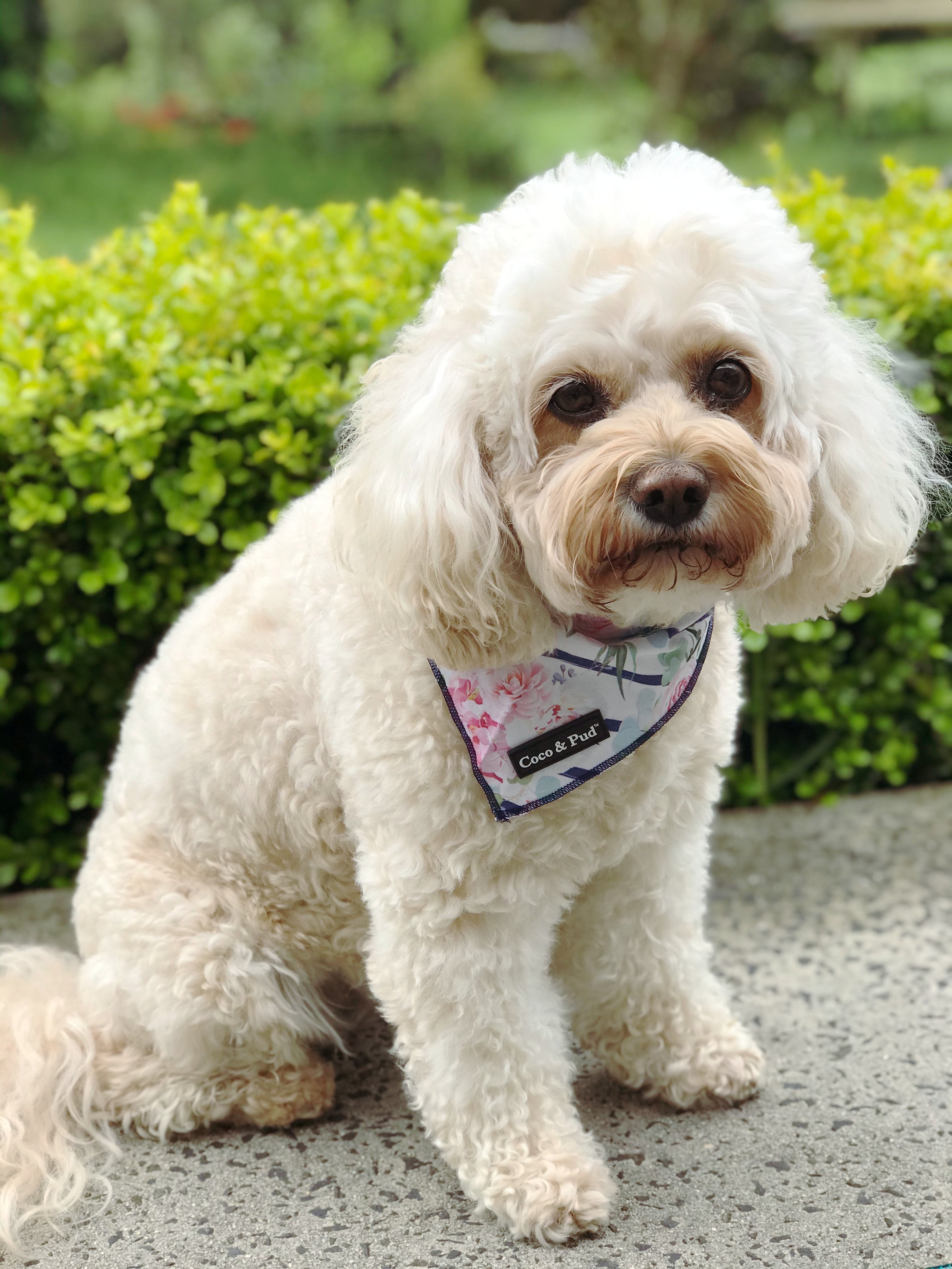 Coco & Pud Floral Blooms Cotton Dog Bandana
