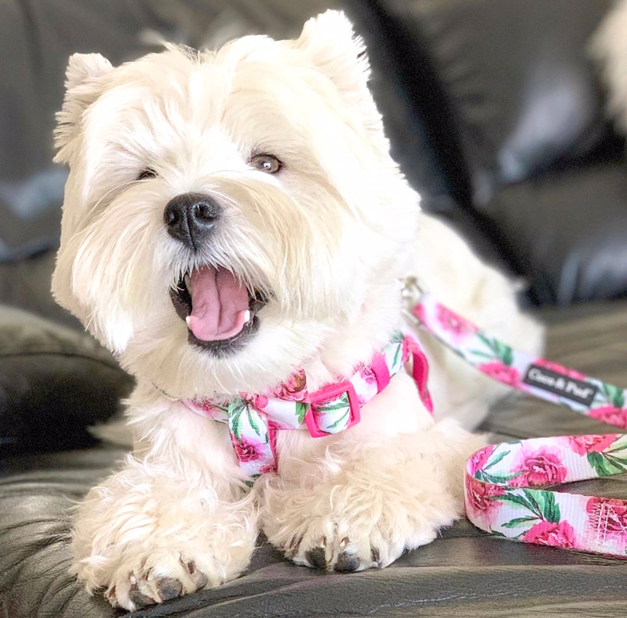 Jazz in Coco & Pud Peony Uniclip Lite dog harness