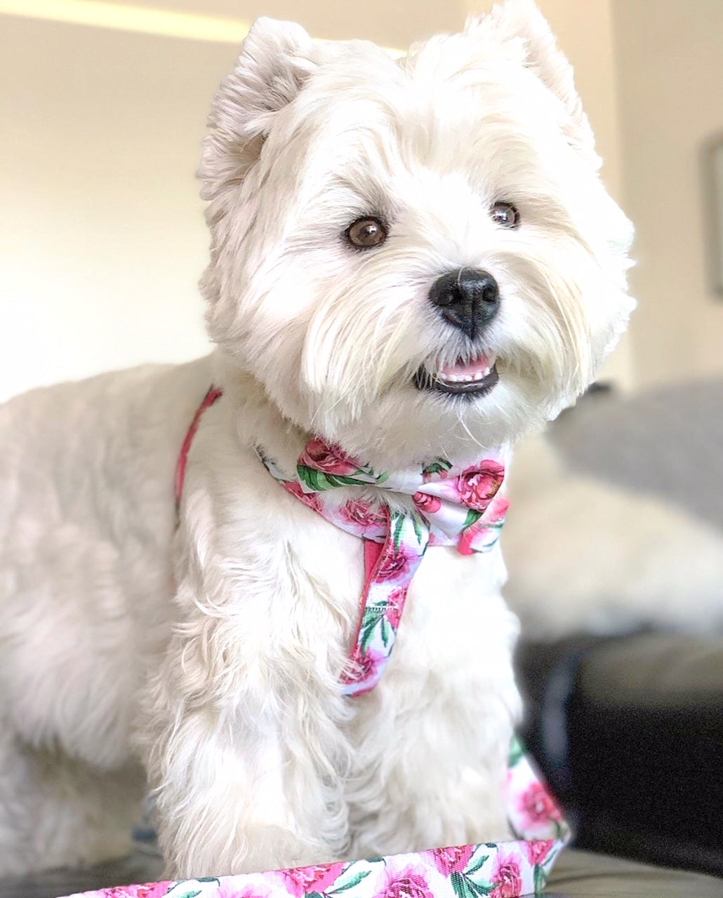 Jazz in Coco & Pud Peony UniCLip Lite Dog Harness