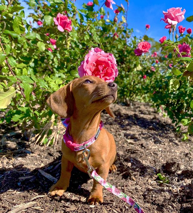Coco & Pud Peony Dog Collar