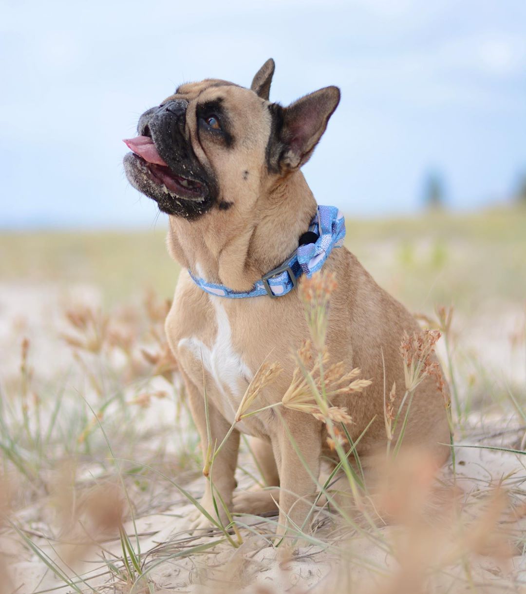 Polly Pops in Coco & Pud Whale of a Time Collar & Bow tie